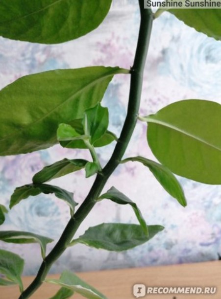 Зелени листа Зелен клон