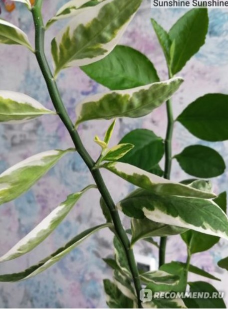 Листа с бяла рамка Пъстра зеленина