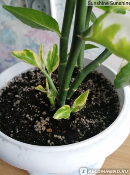 Нови листа на педилантус Нови кълнове