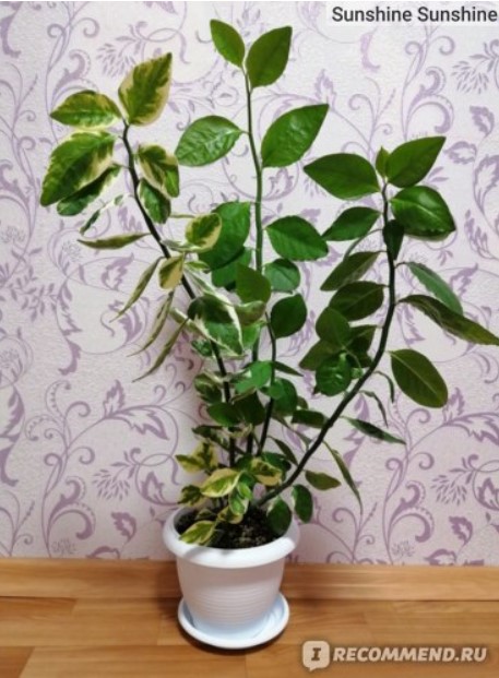 Светлолюбиво растение Растеж на педилантус