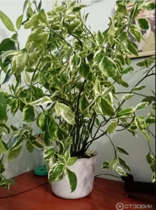 Храст педилантус в саксия Обрасъл педилантус