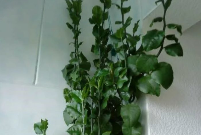 Педилантус с шипове