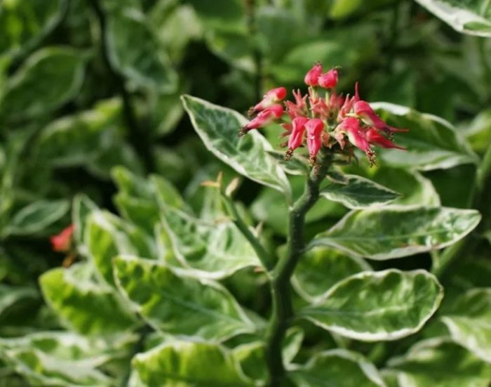 Педилантус титималодни