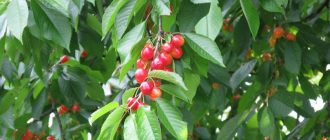 Снимка на черешово дърво