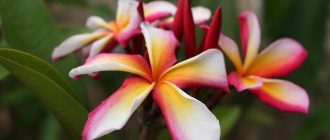 Плумерия