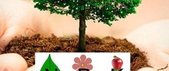 Торове за ябълкови дървета