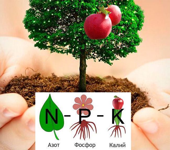 Подхранване на ябълково дърво Торове за ябълкови дървета