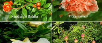 Видове грантове за стаи