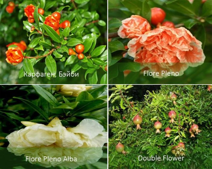 Видове грантове за стаи