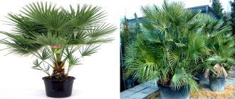 Хамеропс скуатус