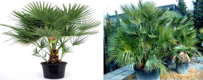 Хамеропс скуатус