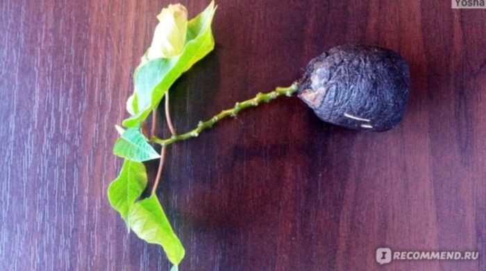 Поникване на корените