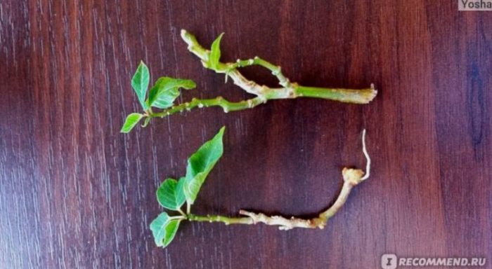 Резници от коледна звезда