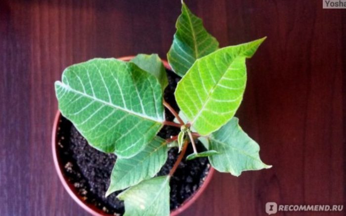 Пунсетия в саксия