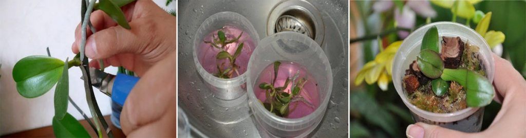 Размножаване на орхидея Катлея