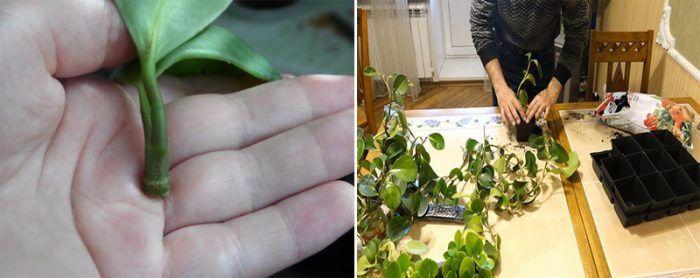 Размножаване на пеперомия