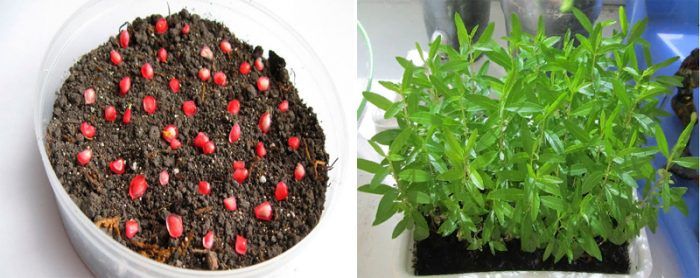 Размножаване чрез семена