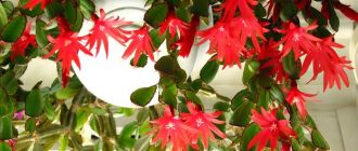 Рипсалидопсис