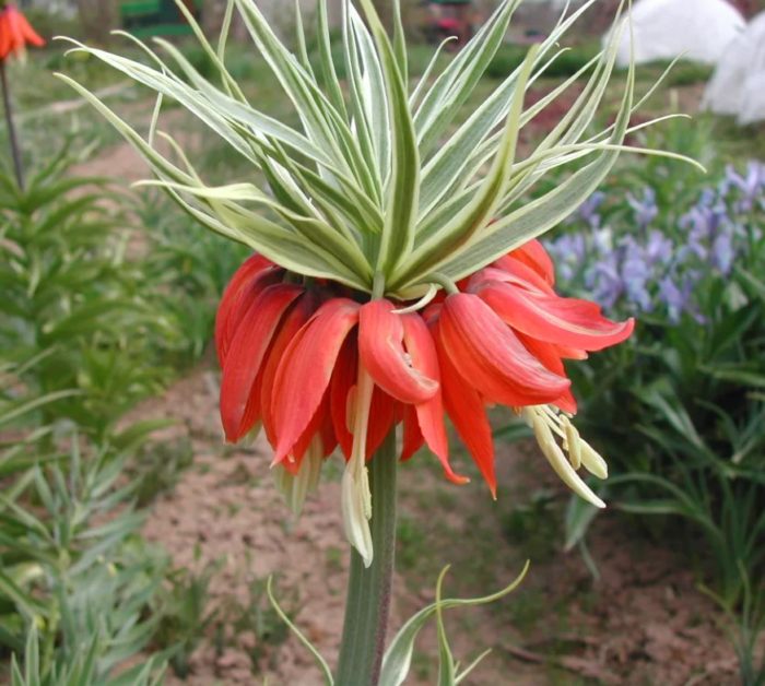 Ποικιλία Aureomarginata