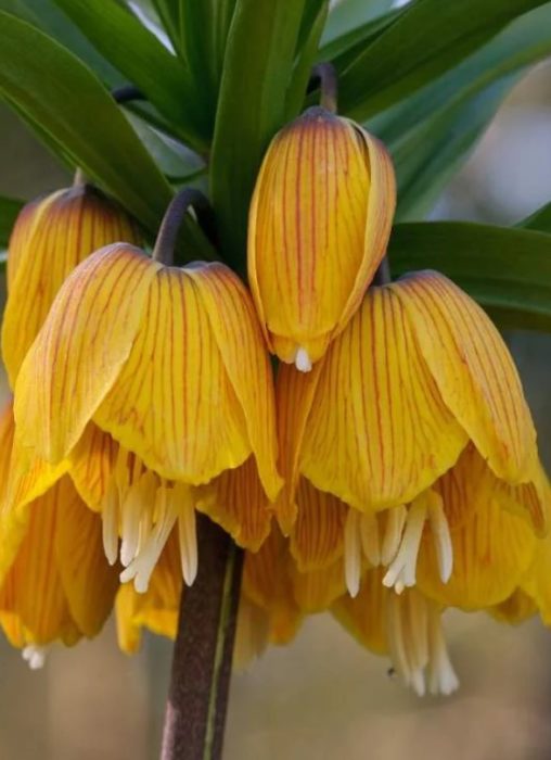 Ριγέ Ομορφιά