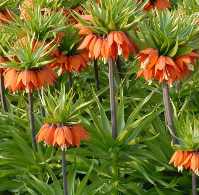 Ποικιλία William-rex