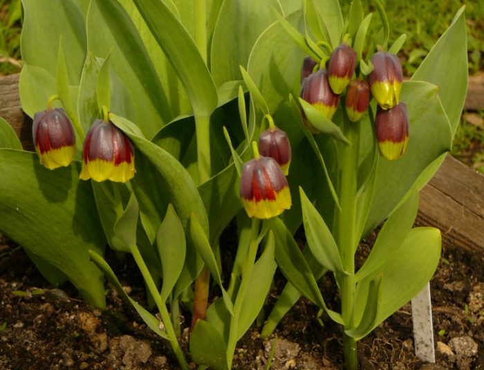 Η φουντουκιά του Μιχαήλοφσκι