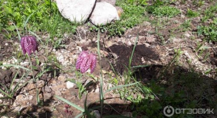 Καρό φριτιλάρια σε παρτέρι