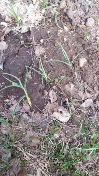 Φυτράκια φριτιλάρι