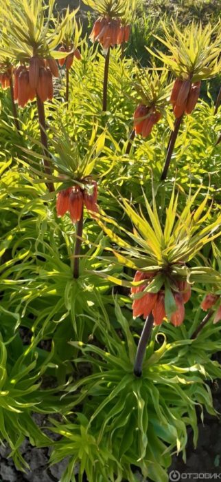 Αγριολούλουδο σε έναν κήπο με λουλούδια