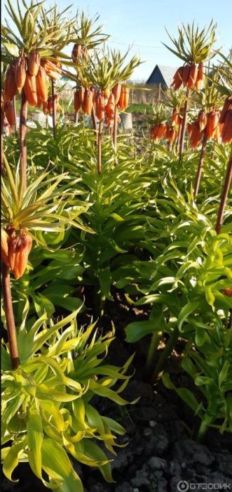 Βασιλική φριτιλάρια στον κήπο