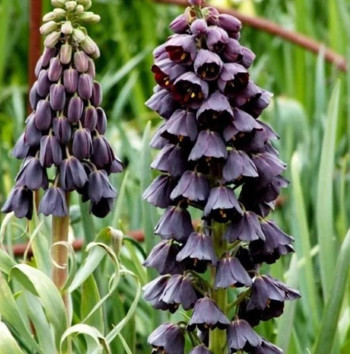 Περσικό είδος φριτιλλάριου