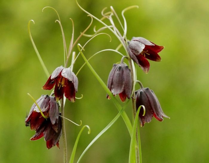 Ρωσική φουντουκιά