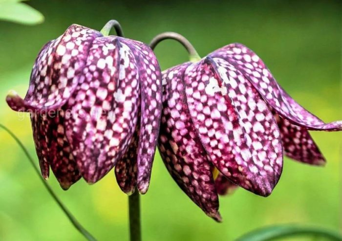 Φουντουκιά σε χρώμα σκακιού