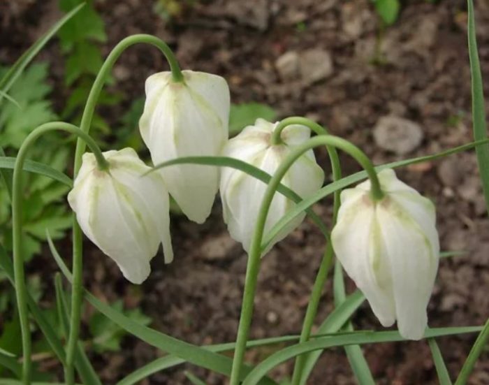 Ποικιλία Αφροδίτη