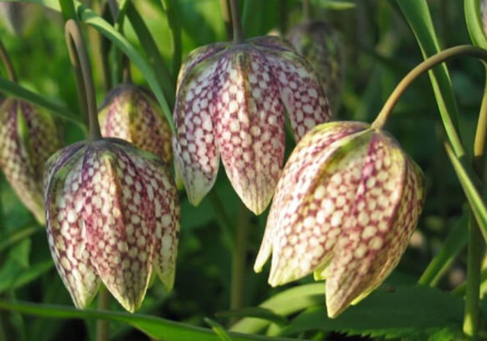 Ποικιλία Άρτεμις