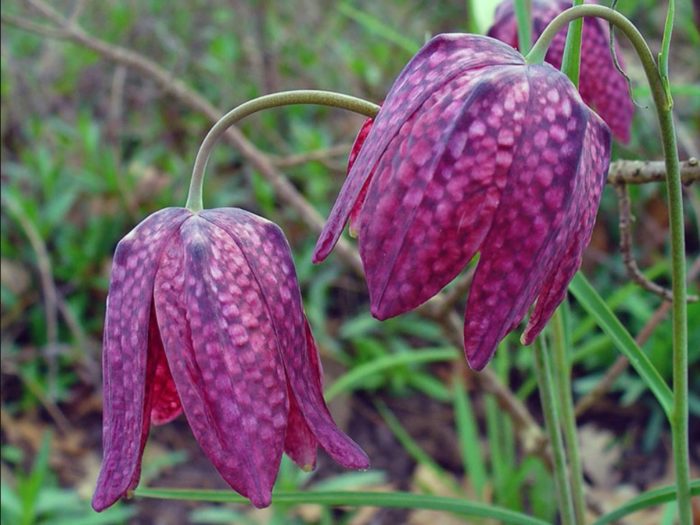 Ποικιλία Δία