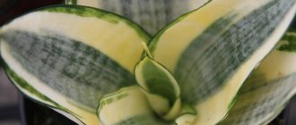 Сансевиерия