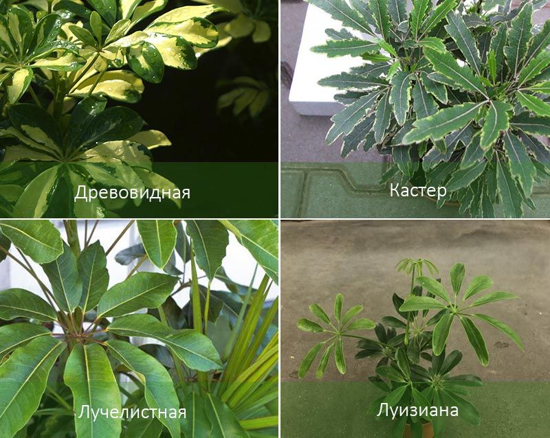 Дървовидни и други разновидности Сортове шефлера