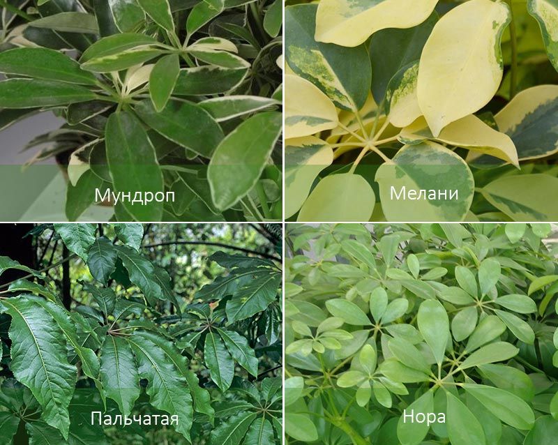 Лунна капка и други видове Видове шефлера