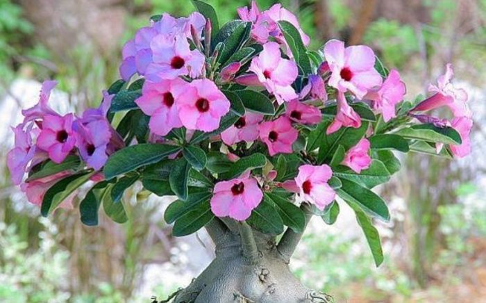 Адениум боемиянум