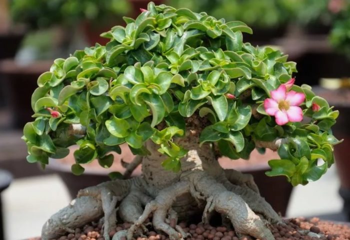 Адениум Дорсет Хорн