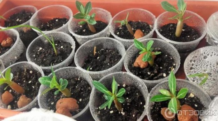 Отглеждане от семена