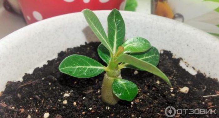 Адениум в саксия