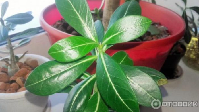 Адениум в саксия