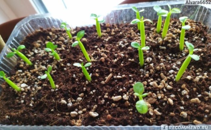 Отглеждане на кълнове