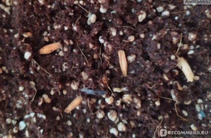 Семена от адениум