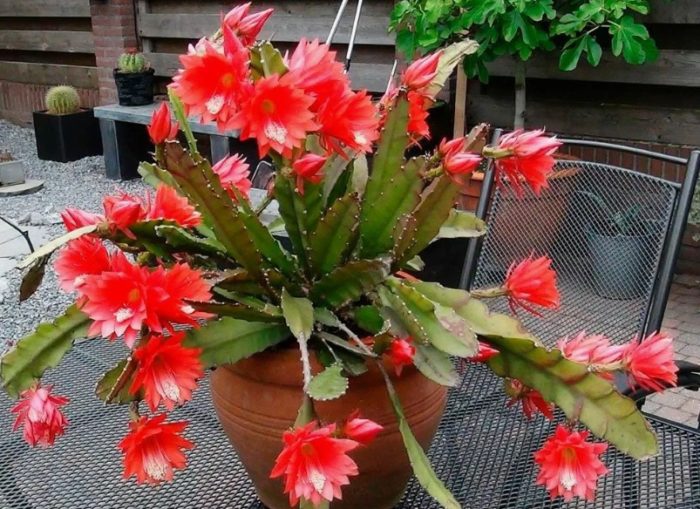 Епифилум Акерман