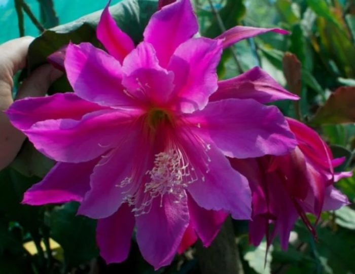 Епифилум Джъст Пру