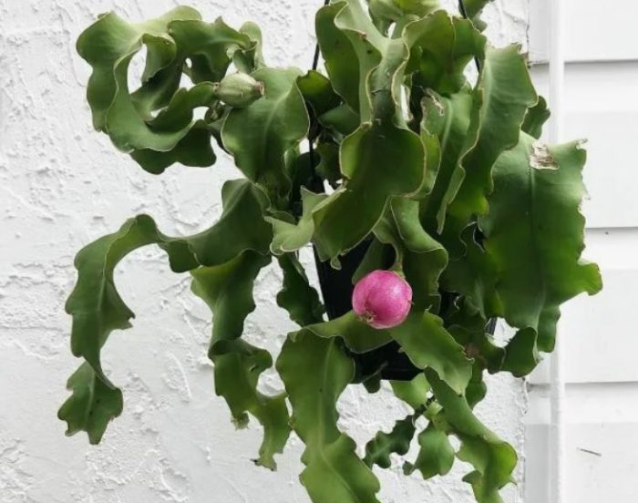 Епифитилум гватемалски