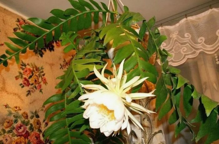 Епифилум маринери